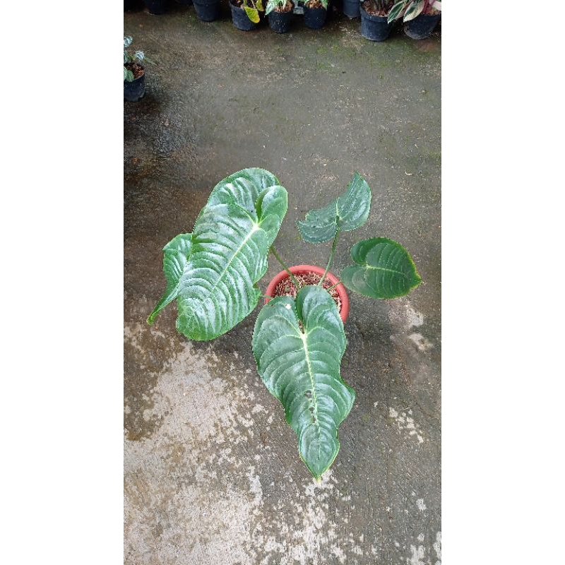 anthurium veitchii