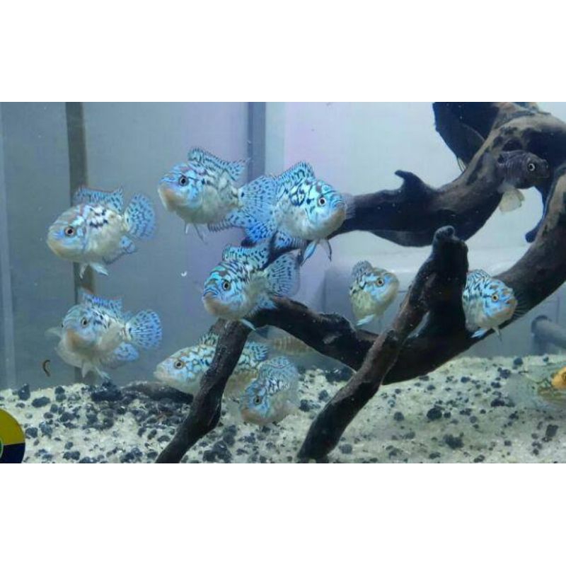 hiasan Aquarium EBJD demsey