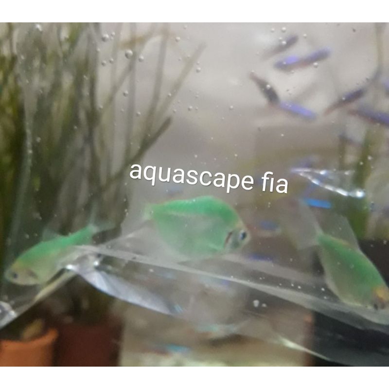 IKAN HIAS GLOFISH TETRA HIJAU APPLE