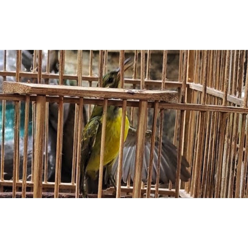 KOLIBRI KELAPA BETINA