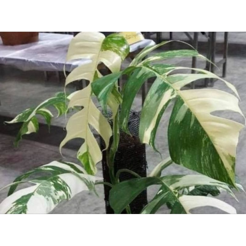 TERMURAH HARGA PROMO Tanaman Hias Epipremnum varigata JUMBO Monstera Varigata Daun Besar
