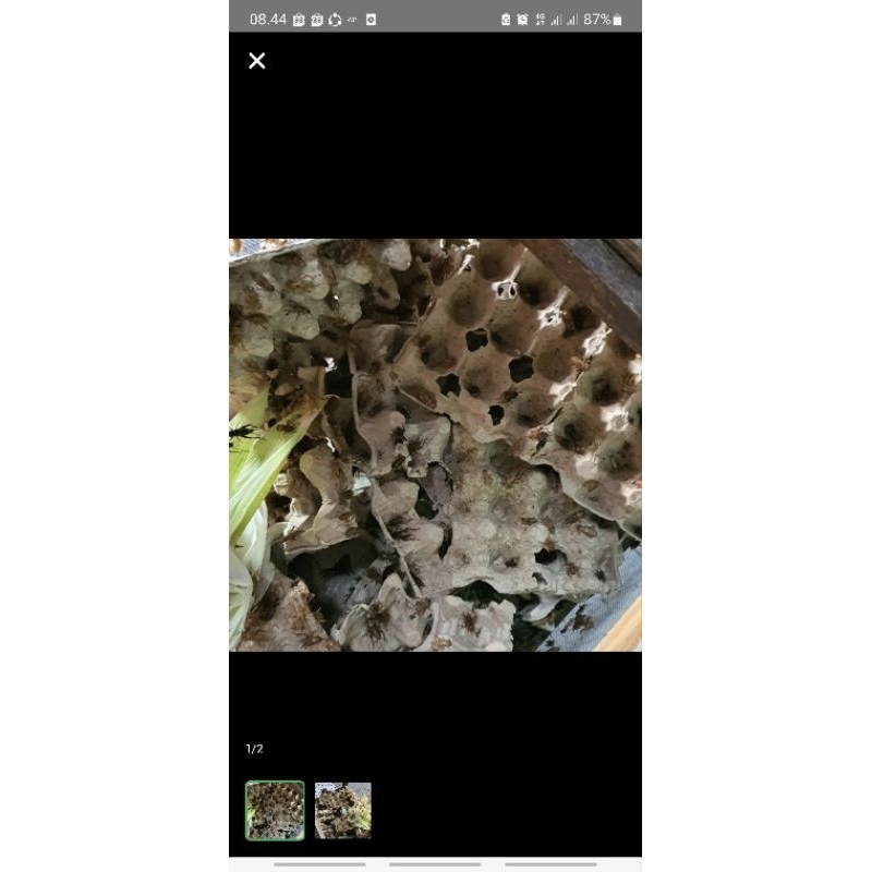 jangkrik madu 100gram