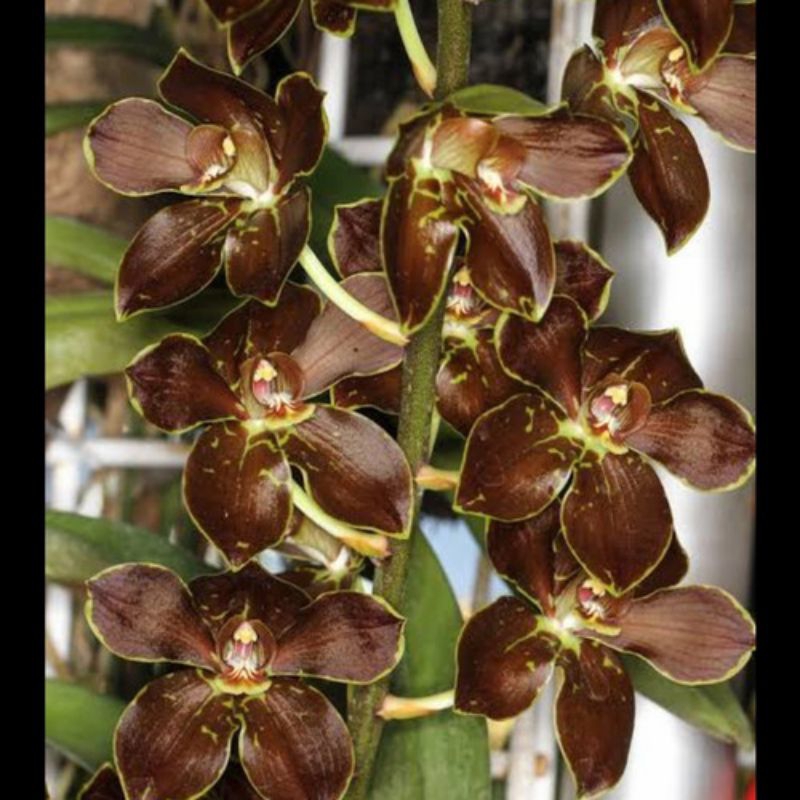 Anggrek grammatophyllum martae