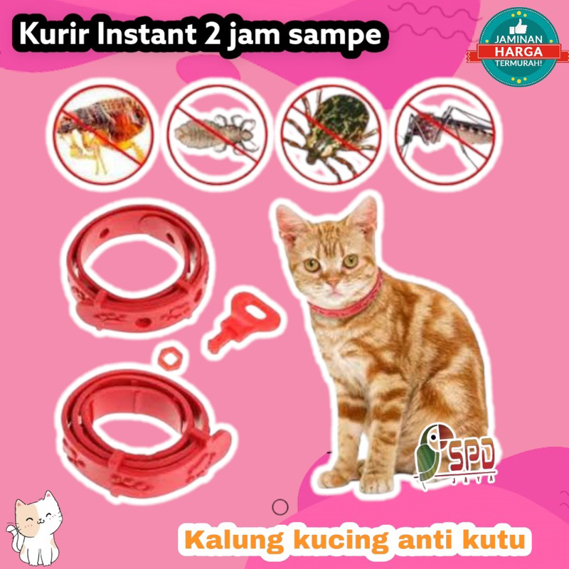 KALUNG KUCING ANTI KUTU