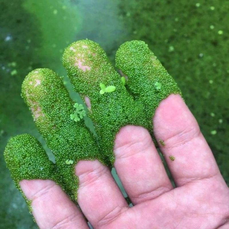 Bibit wolfia 500gr -1kg wolffia ariztha (BONUS BUBLEWARP LUAR & DALAM )