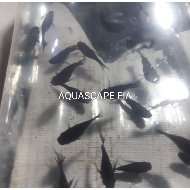 IKAN HIAS BLACK MOLLY