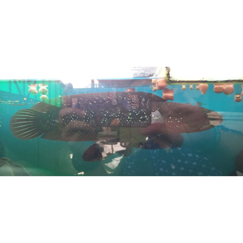 Ikan Channa Asiatica