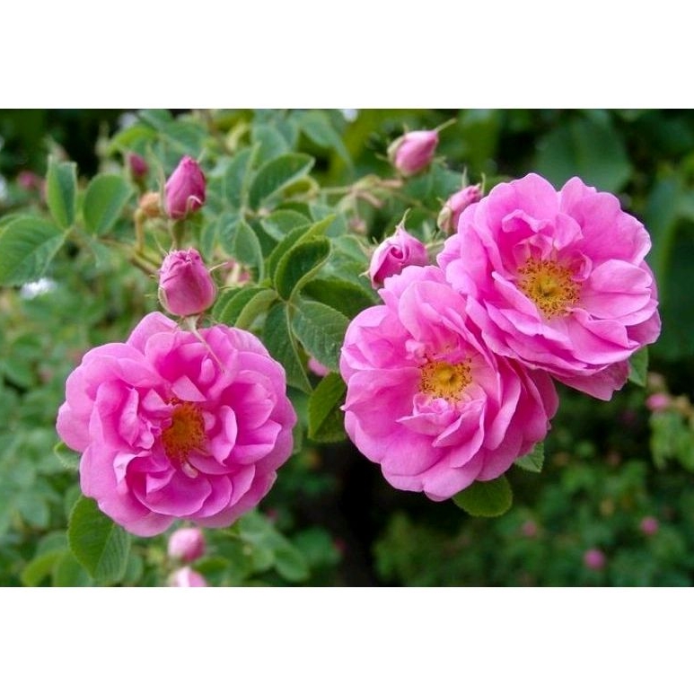 Mawar Damascena - Mawar Wangi