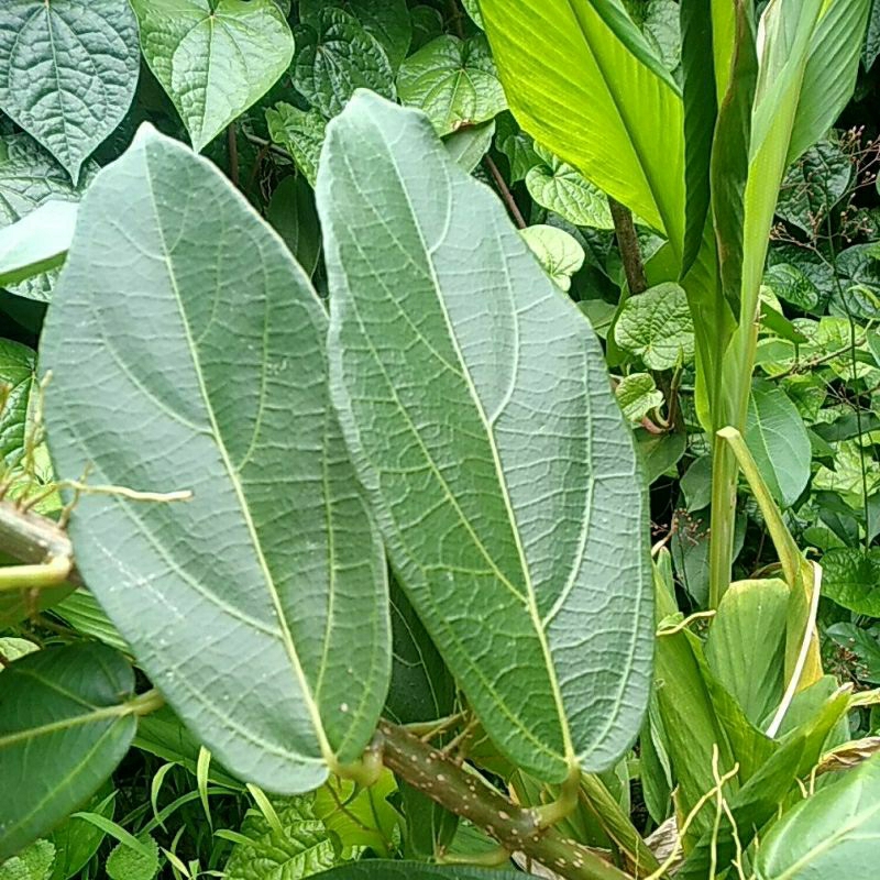 

Daun Cincau Hijau
