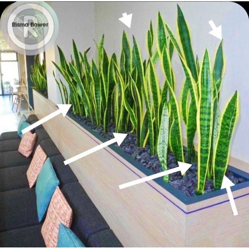 Tanaman hias pohon sansivera pembersih udara ( pohon untuk taman minimalis indor & outdoor ) - taman