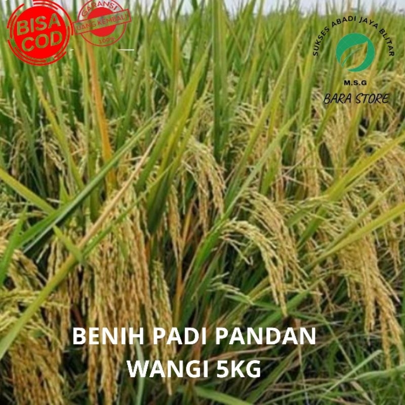 Benih Padi Pandan Wangi 5 kg Terbaru Murah