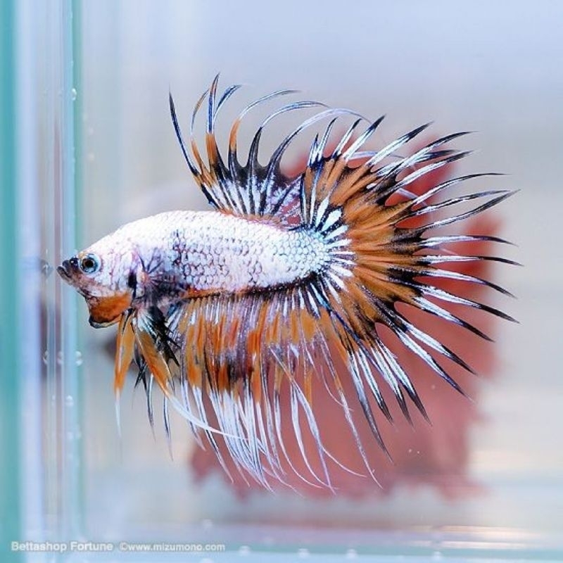 CROWTAIL SSERIT FANCY WARNA