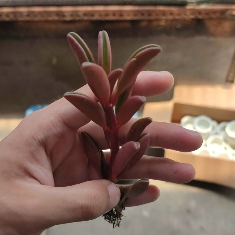 Peperomia graveolens ruby glow / Sukulen cabe merah