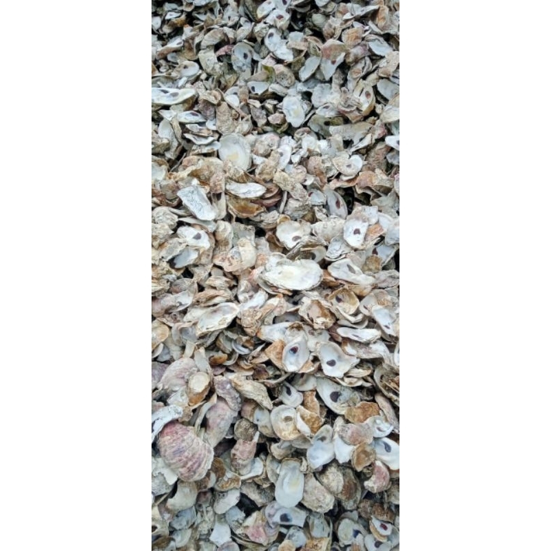 kulit kerang/oyster urai