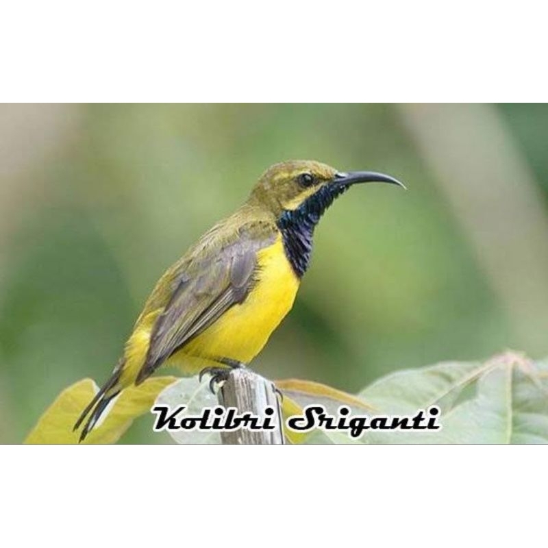 SOGON SULAWESI JANTAN