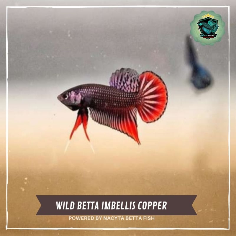Wild Betta Imbellis Copper