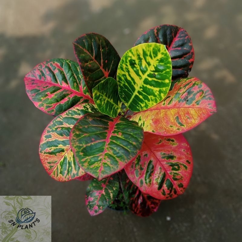 Tanaman hias puring ayu Ting ting