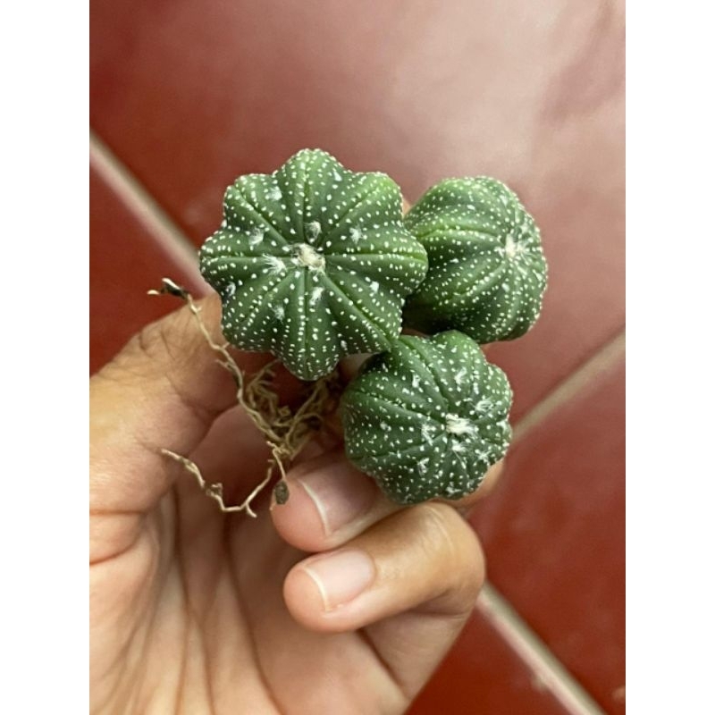 Kaktus Astro Astrophytum Nudum Asterias Kabuto