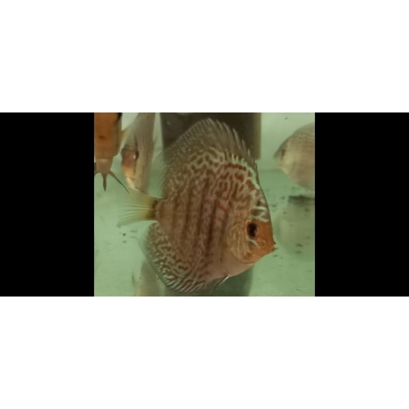 Ikan Discus Leopard Size 3" Indukan Import