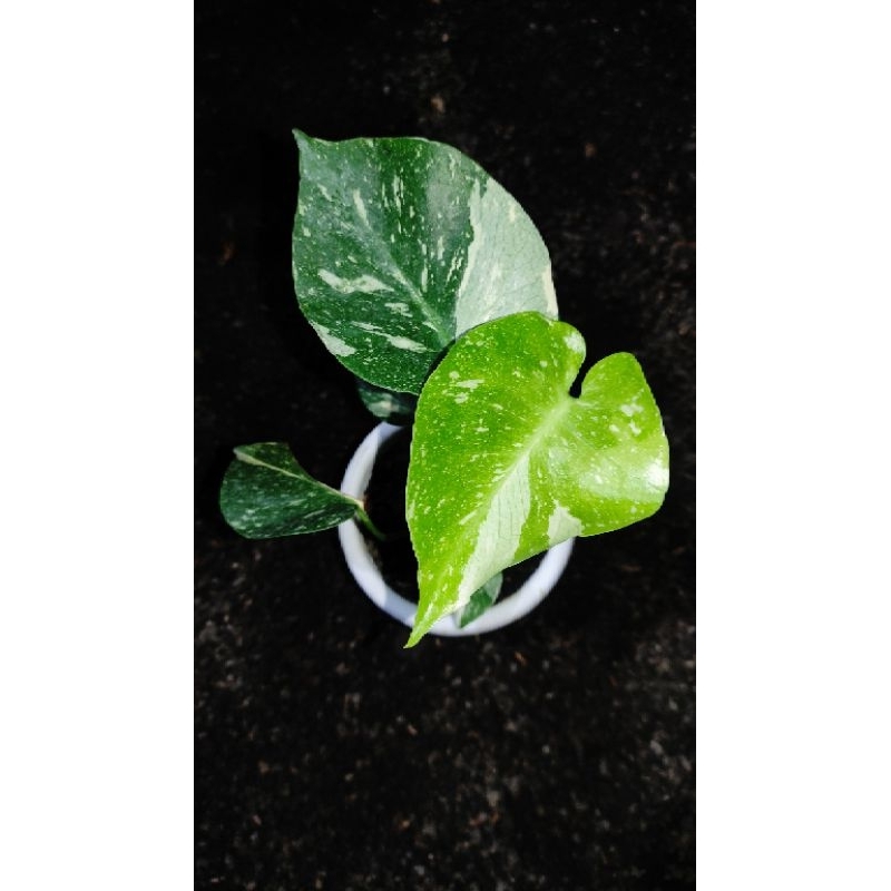 Monthai / Monstera Thailand Constellation Japan