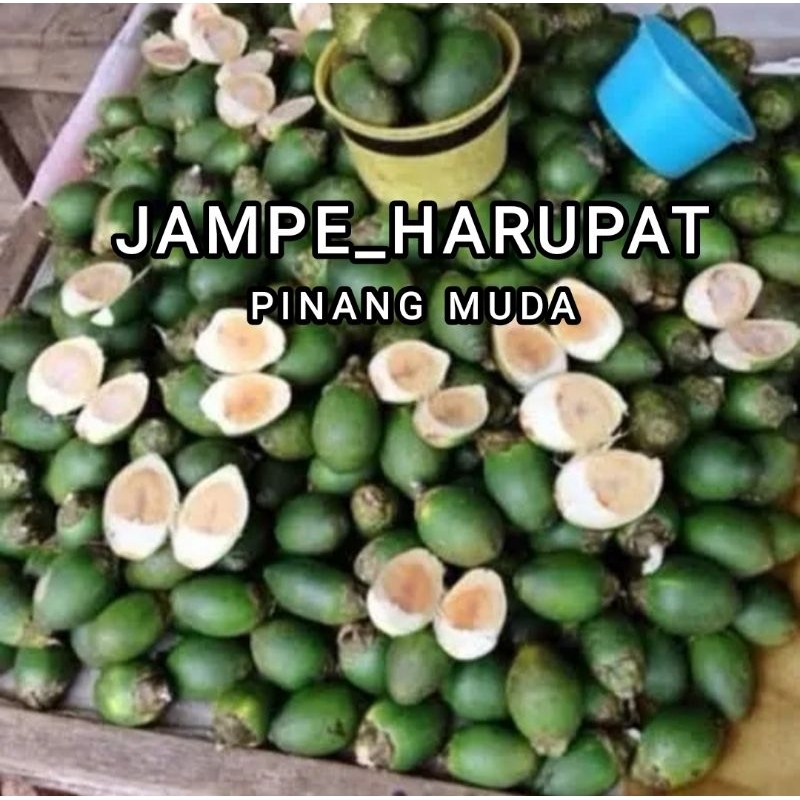 

BUAH PINANG SEGAR 1 KG / BUAH JAMBE OBAT HERBAL