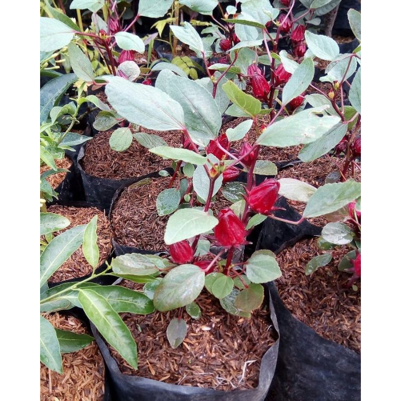 BIBIT ROSELA MERAH BERBUNGA(beli 5 gratis 1)