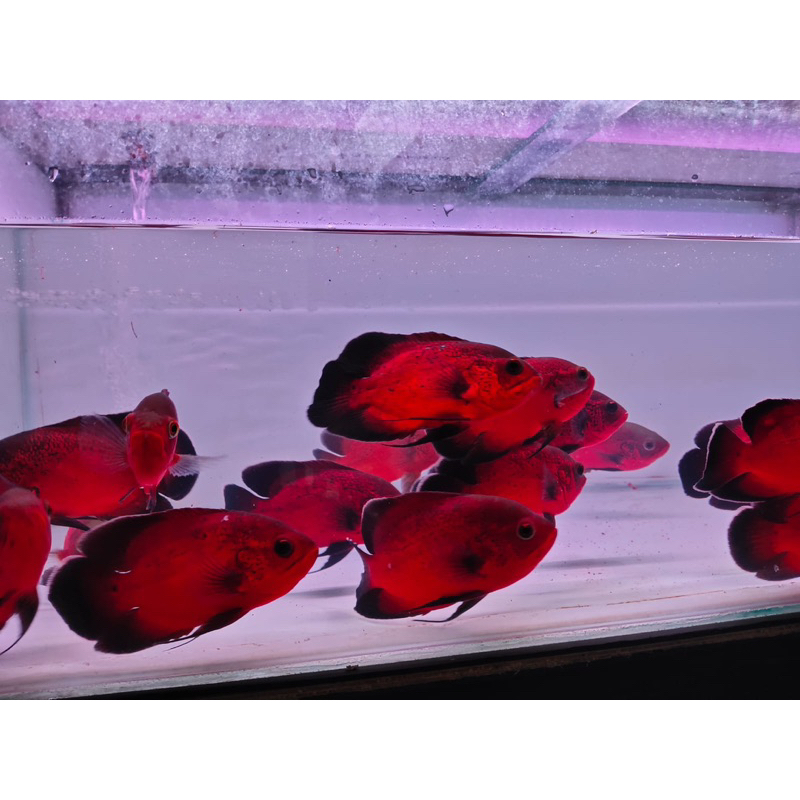 OSCAR PARIS TEMBAGA RED 7-9cm