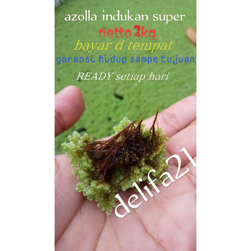indukan azolla 2kg bibit azolla