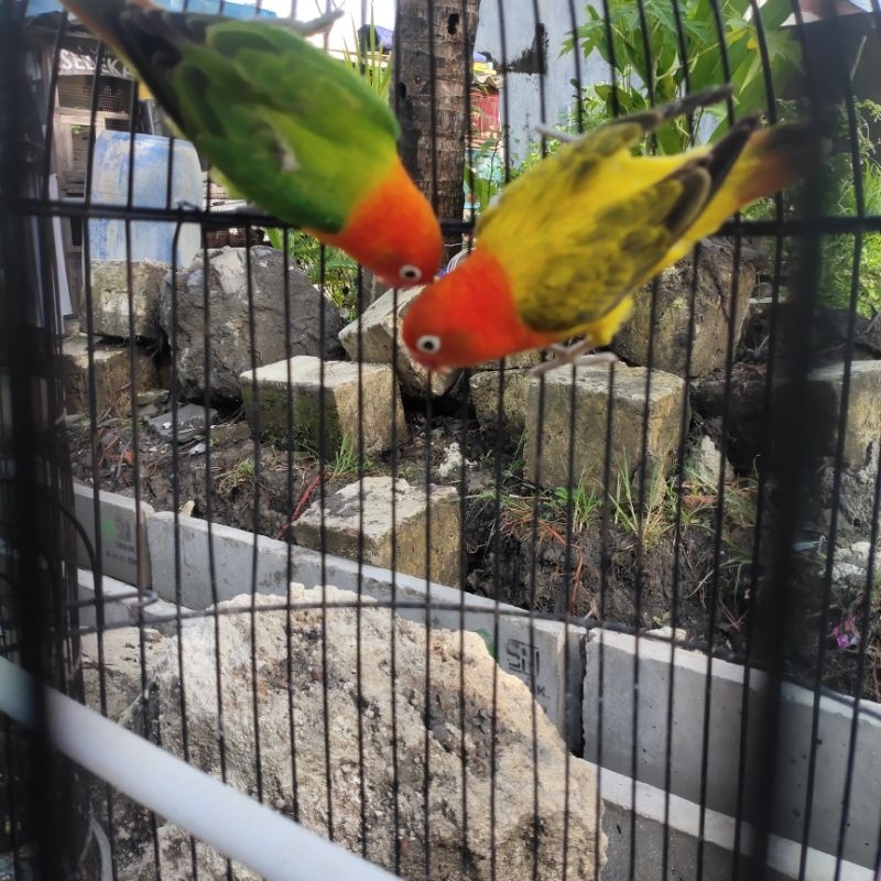 Lovebird sepasang(jodohan)biola gren(jantan) dan biola euwing gold(betina)
