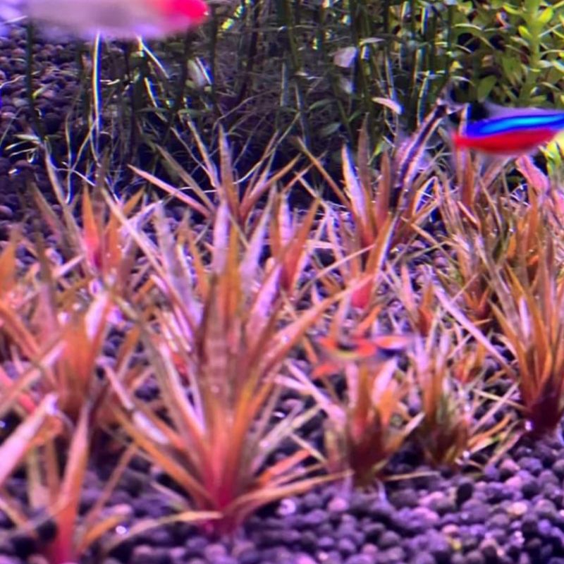 Ericocaulan crimson king ericolum tanaman Aquascape