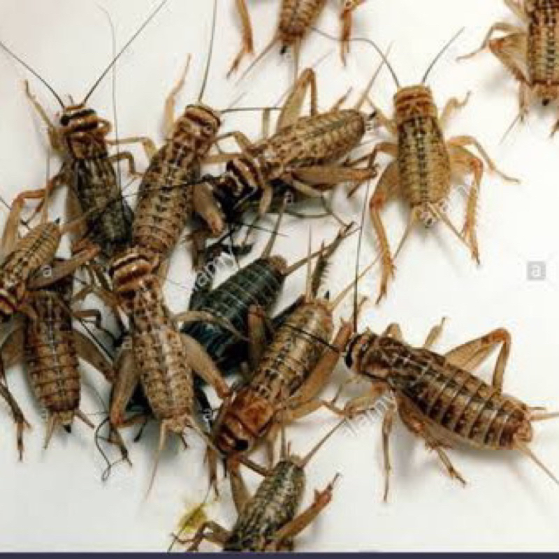 Jangkrik alam hidup 500gr