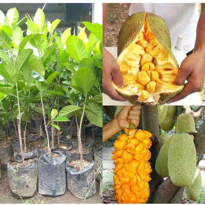 bibit cempedak