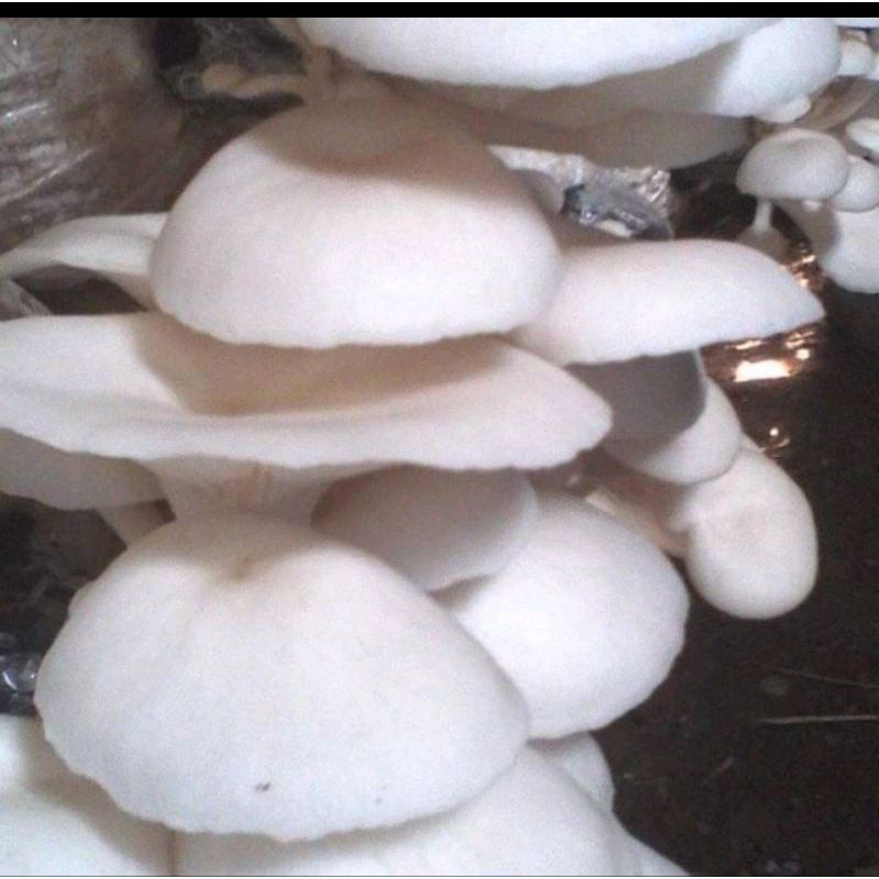 media tanam bag log jamur tiram/baglog jamur tiram