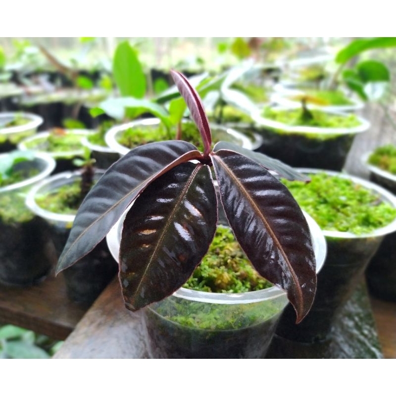 Ardisia sp.blackborneo / tanaman hias ardisia