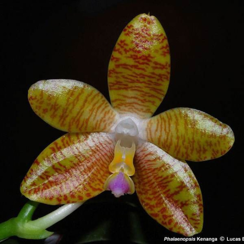 Anggrek Phalaenopsis Kenanga | Anggrek Bulan Bunga Cantik | Anggrek Phalaenopsis Remaja
