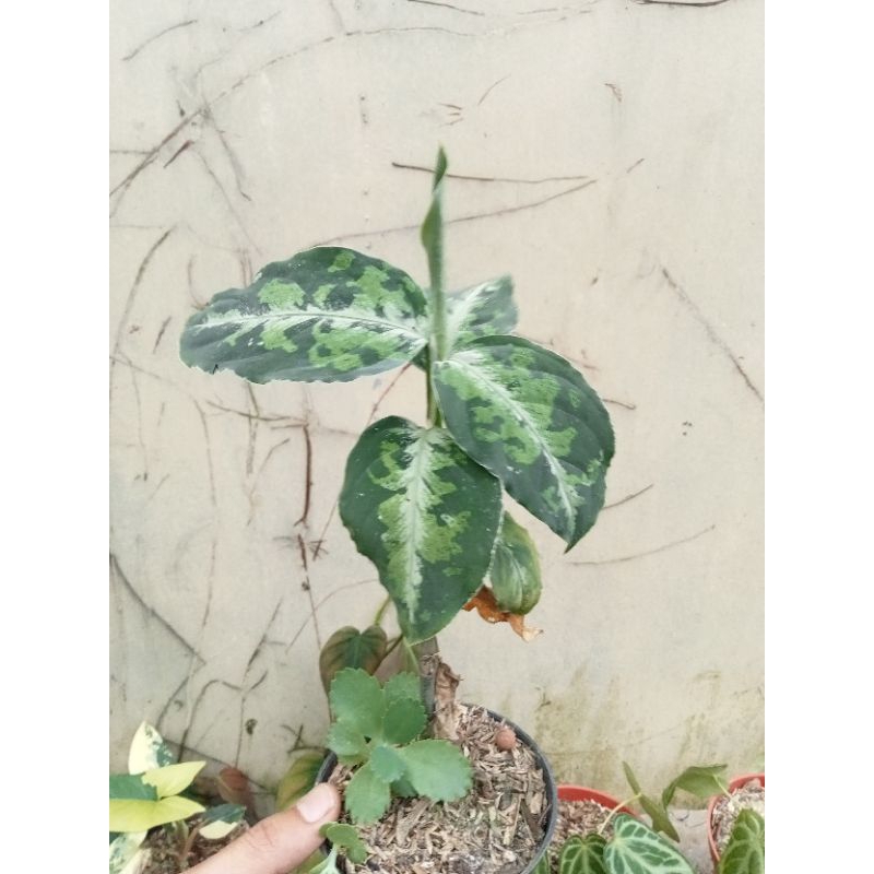 aglonema pictum