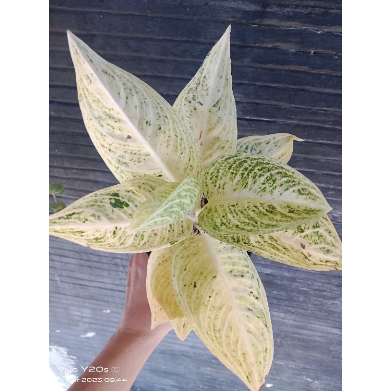 Aglonema Legacy Salju