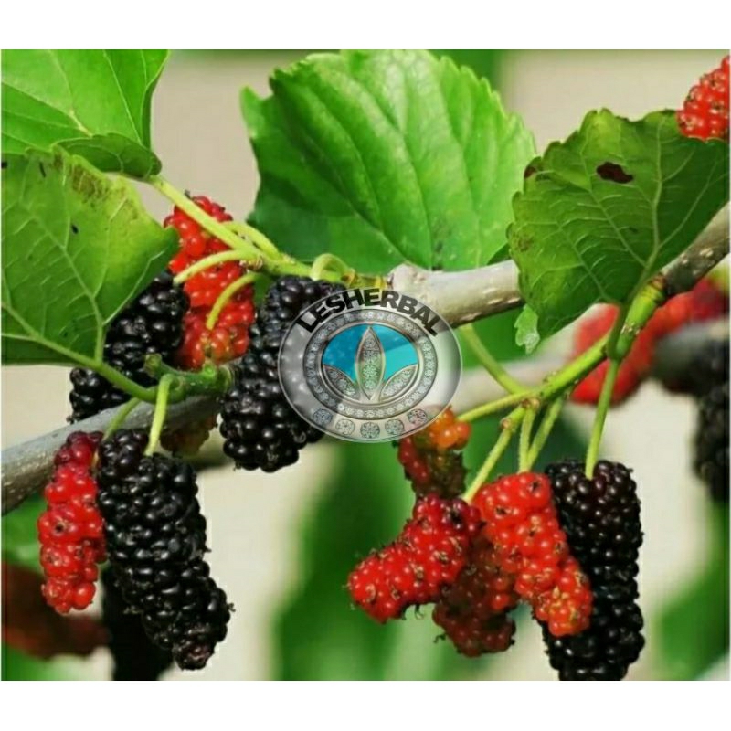 

daun arbei segar/daun murberry/daun murbei segar 300gram