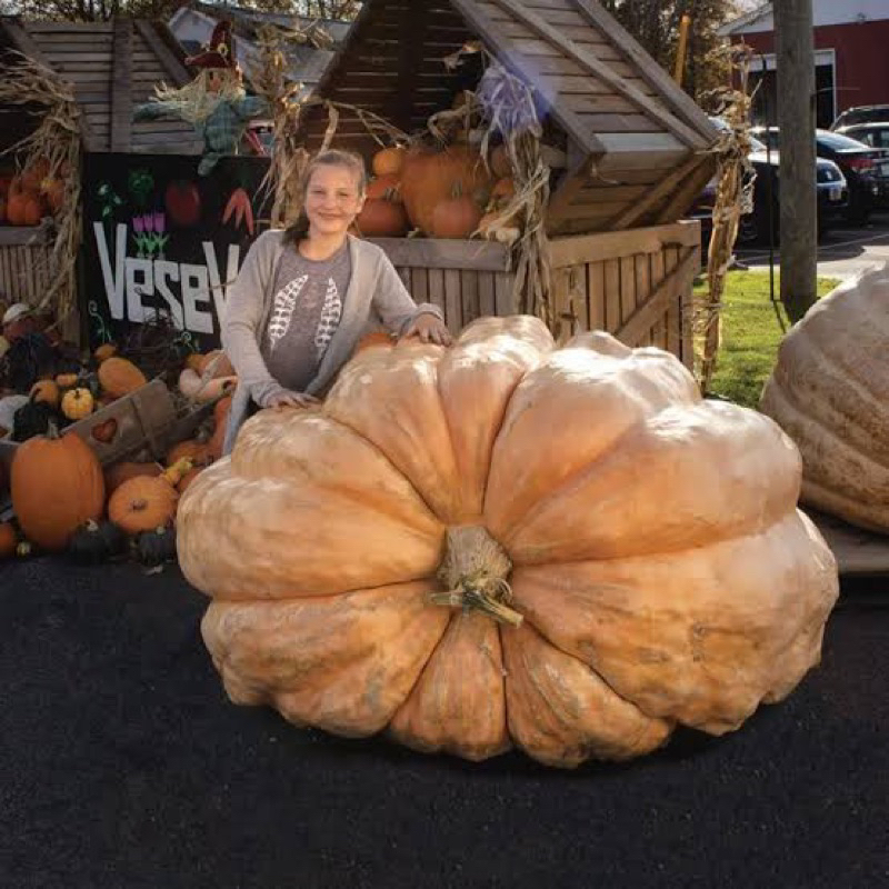 Benih Bibit Biji - Dill's Atlantic Giant Pumpkin Labu Raksasa Cucurbita maxima Seeds