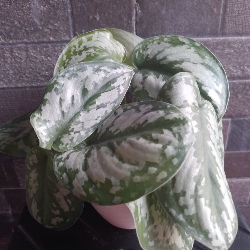 Scindapsus/Sirih Gading Silver