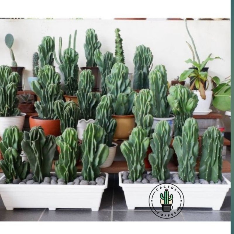 Tanaman Hias Kaktus Lilin - Pohon Kaktus Lilin - Tanaman Hias Hidup Kaktus lilin