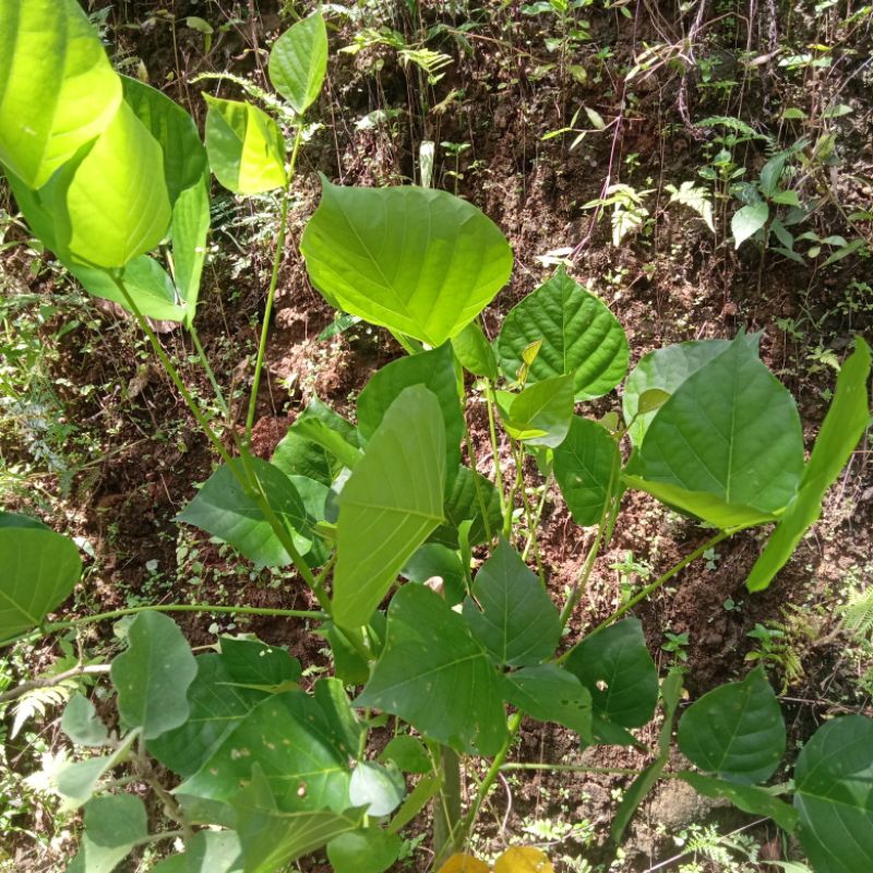 

Daun Dadap, Dapdap segar 250 gram (1/4kg)