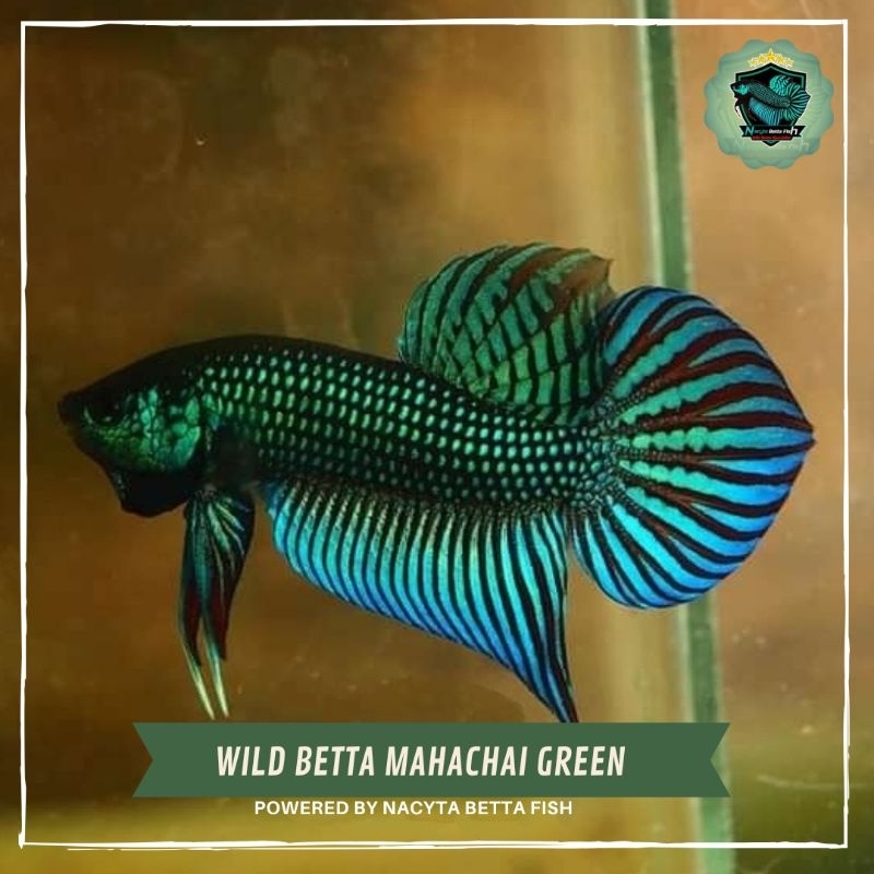 Wild Betta Mahachai Green