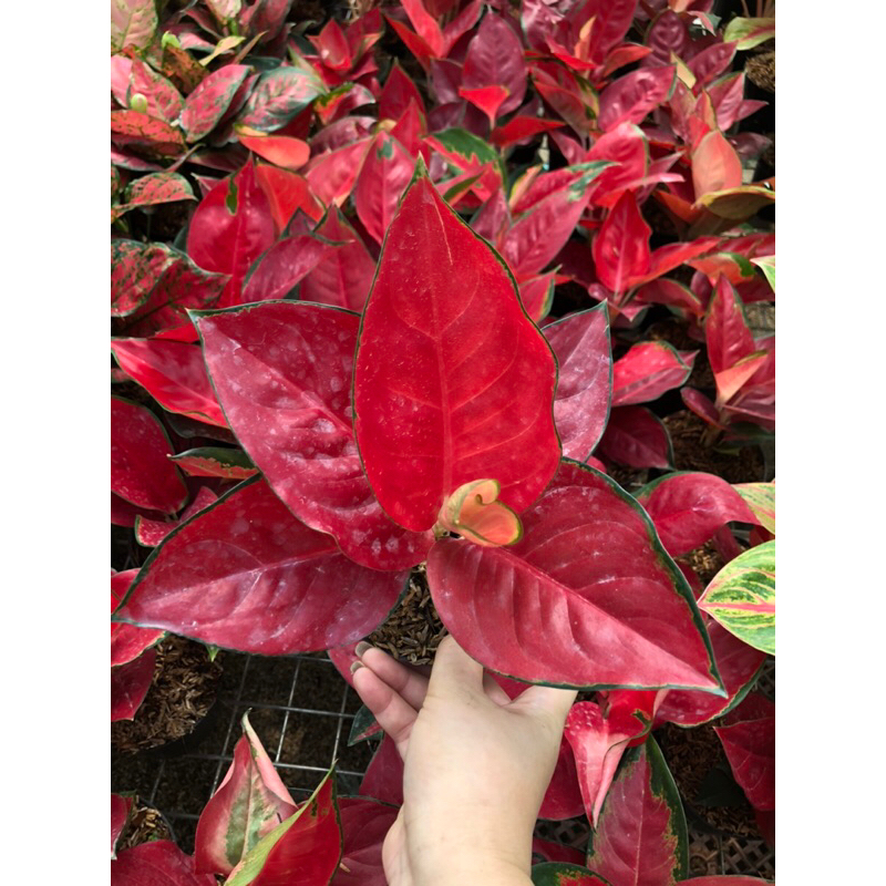 Aglaonema Suksom Jaipong spesial