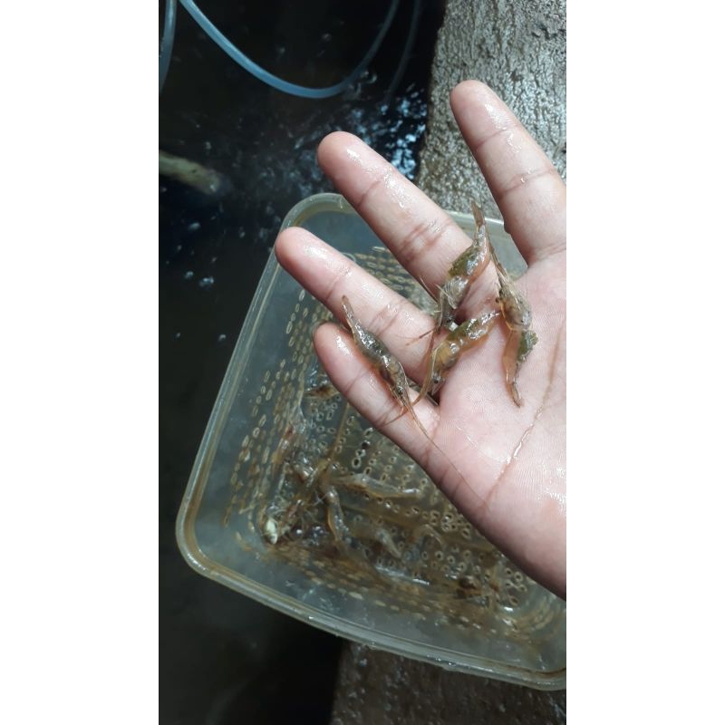 

Udang Kali/Sungai (Bertelur)