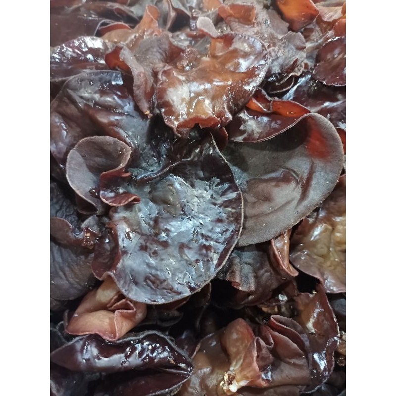 

Jamur kuping / Lember segar bandung