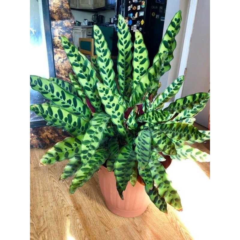 tanaman hias murah ekor ayam