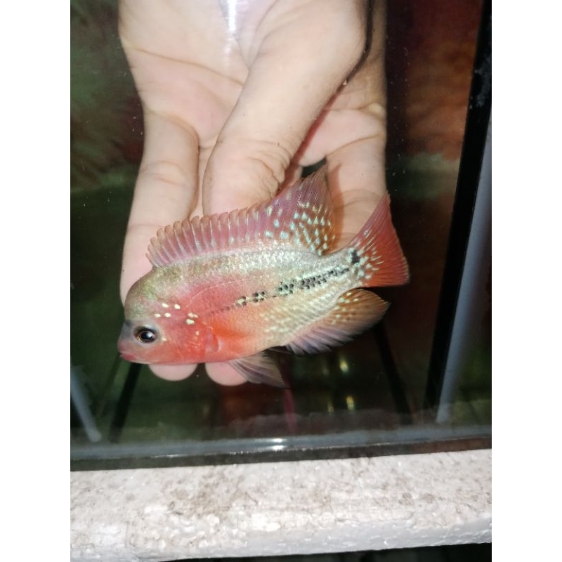 kamfa klasik thailand