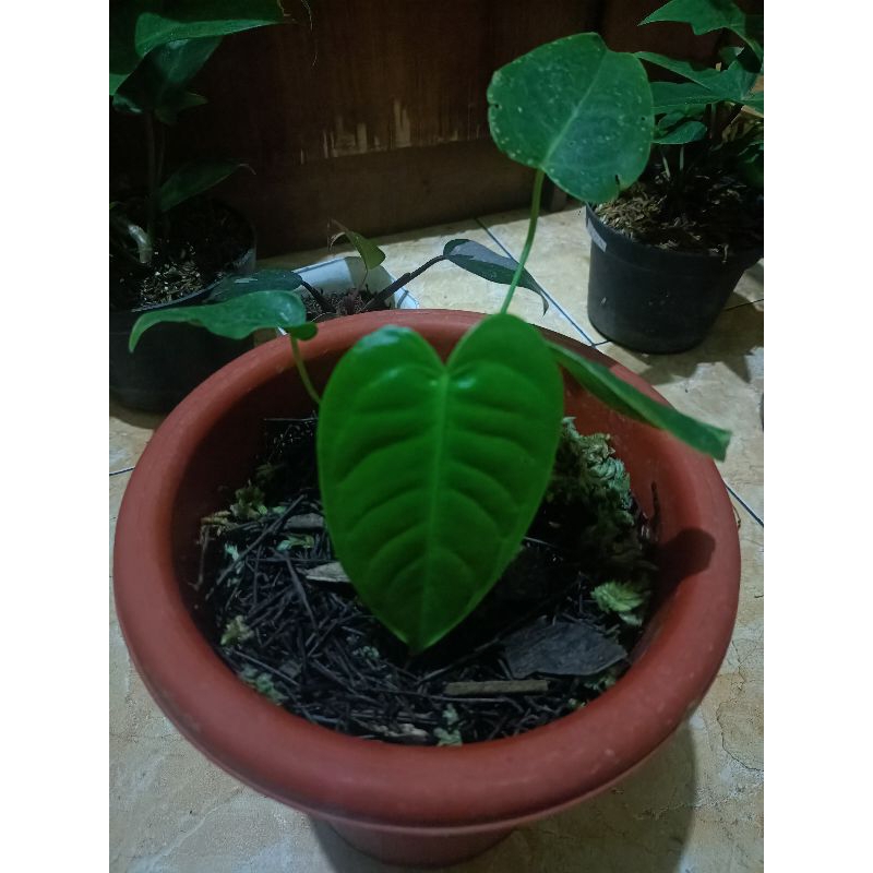 Anthurium veitchii