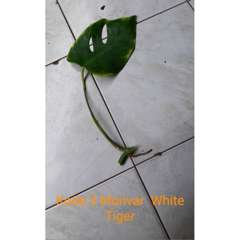 Monstera Varigata White Tiger